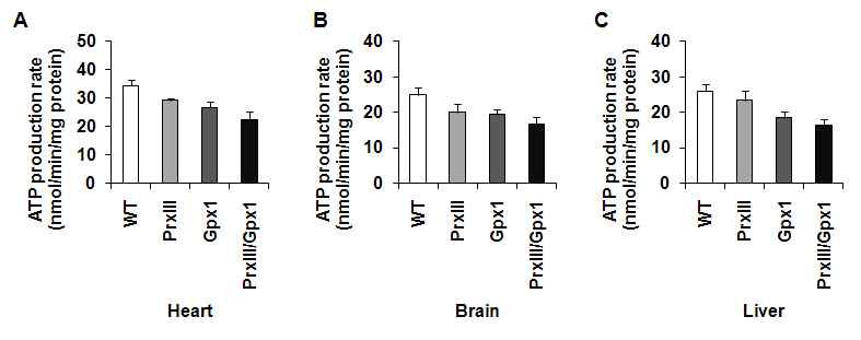 PrxIII/Gpx knock 마우스의 심장(A), 뇌(B), 간(C)에서 분리된 미토콘드리아에서 ATP 합성 속도 비교