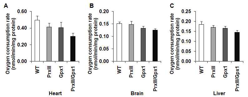 PrxIII/Gpx KO mice의 심장(A), 뇌(B), 간(C)에서 분리된 미토콘드리아에서 산소 소모량의 차이 비교