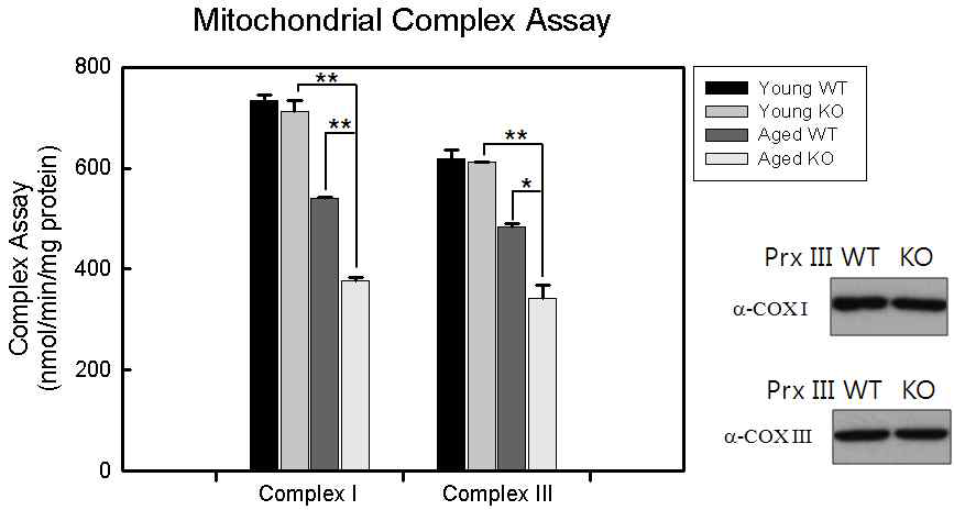 Prx III WT과 KO 쥐의 심장조직의 complex 활성 측정