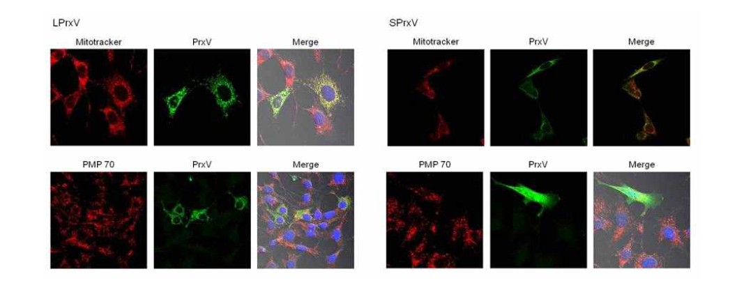 LPrx V와 SPrx V의 세포 내 위치