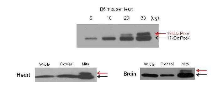 마우스 조직 내 18 kDa Prx V의 위치