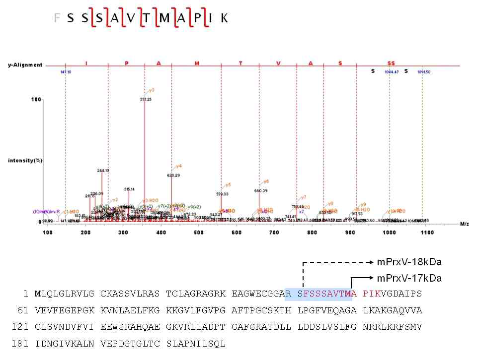 18 kDa Prx V의 질소 말단 서열