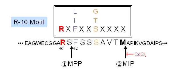 MIP에 의해 절단되는 R-10 모티브