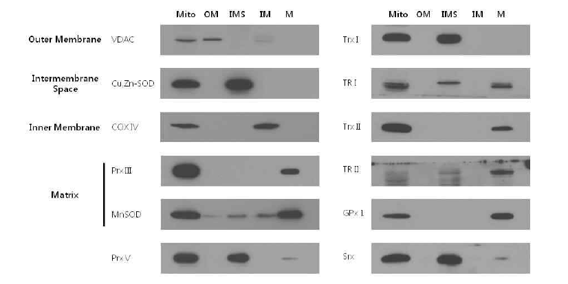 미토콘드리아에서 Prx V의 위치