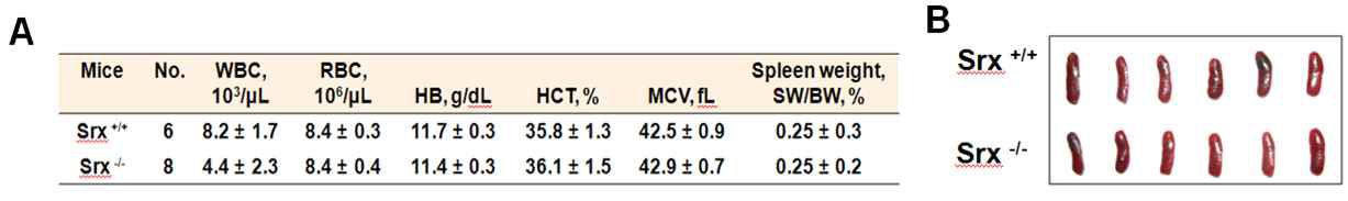 정상(Srx+/+)과 Srx결손(Srx-/-) 마우스의 혈구분석(A), 비장의 사진(B)