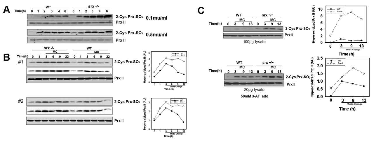 정상(Srx+/+)과 Srx결손(Srx-/-) 마우스의 GO처리에 따른 PrxII의 과산화정도(A), 재활성 정도(B), catalase 저해제를 GO와 함께 처리했을 때의 PrxII의 과산화 정도와 재활성 정도(C)