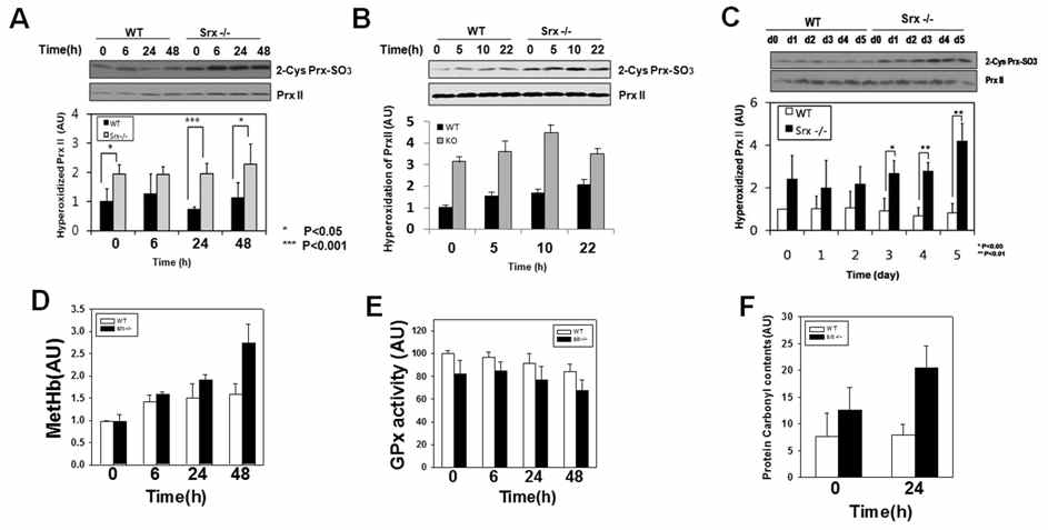 정상(WT)과 Srx결손(Srx-/-) 마우스에 PHA처리에 따른 PrxII의 과산화정도(A-C);(A)0.02mg. (B)0.2mg, (C) 5일간 0.02mg, (D-F),(A)조건에서의 멧히모글로빈의 생성(D), GPx의 불활성 정도(E), 단백질의 카보니레이션(F)