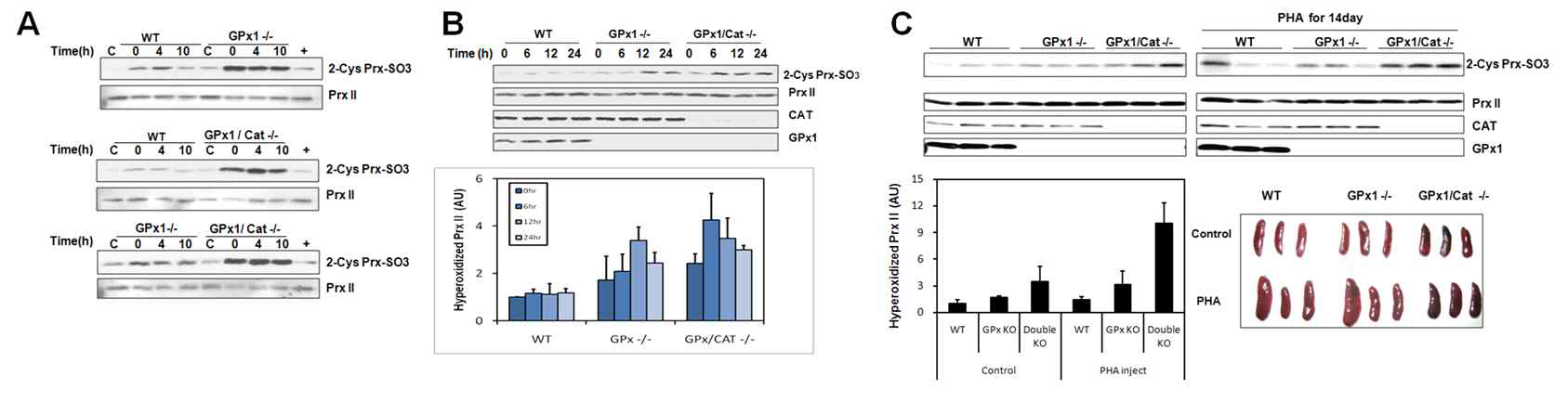 정상(WT), GPx1결손(GPx-/-), GPx1과 catalase이중결손(GPx1/cat -/-) 마우스에서 분리한 혈액에 GO 처리후(A), PHA을 마우스에 주입한 후(B), 14일간 PHA을 처리후(C)의 PrxII 과산화 정도