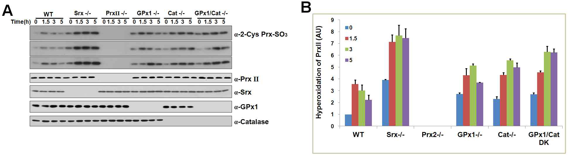 정상(WT), Srx결손(Srx-/-), PrxII결손(PrxII-/-). GPx1결손(GPx-/-), GPx1과 catalase이중결손(GPx1/cat -/-) 마우스에 0.2mg의 PHA를 복강 주입한 후 시간에 따른 PrxII의 과산화정도(A)와 정량화한 그래프(B)