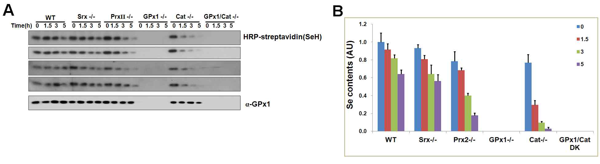 정상(WT), Srx결손(Srx-/-), PrxII결손(PrxII-/-). GPx1결손(GPx-/-), GPx1과 catalase이중결손(GPx1/cat -/-) 마우스에 0.2mg의 PHA를 복강 주입한 후 시간에 따른 selenocysteine의 과산화정도(A)와 정량화한 그래프(B)