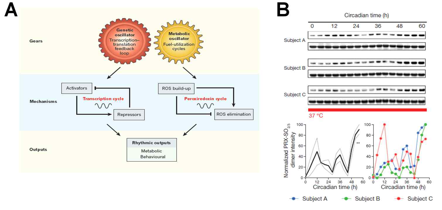 적혈구에서의 레독스의 일주기성(PrxII의 생체 일주기성)과 전사-번역 수준에서의 일주기성과의 연관성에 대한 모식도(A), 적혈구에서의 PrxII의 일주기성 관찰(B)