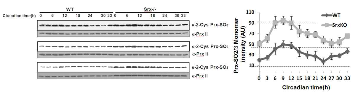 정상 적혈구(WT)와 Srx결손 적혈구(Srx-/-)에서의 PrxII 과산화 일주기성 비교