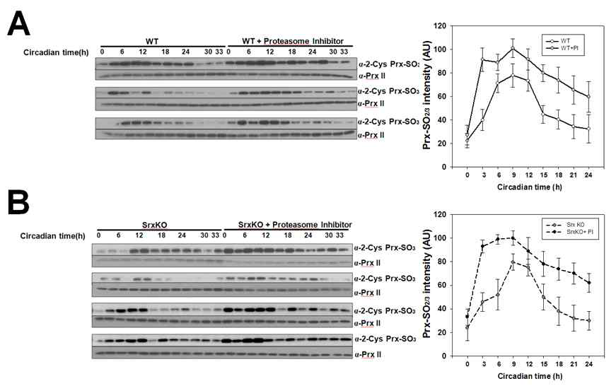 정상(A)과 Srx결손(B) 적혈구에서 20S proteasome 억제제가 PrxII 과산화 일주기성에 미치는 영향