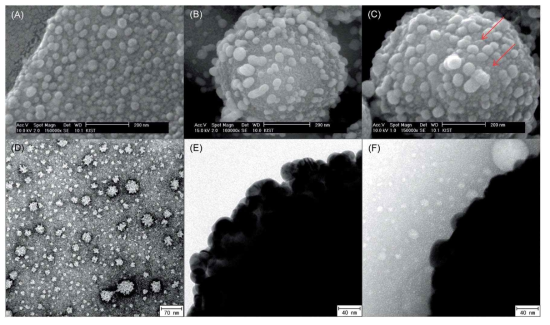 은나노복합체가 bacteriophage MS2를 흡착하는 모습을 보여주는 SEM (상)과 TEM (하) 이미지. (A)와 (D)는 bacteriophage MS2 only; (B)와 (E)는 은나노복합체 only; (C)와 (F)는 둘을 섞어서 처리한 후의 이미지