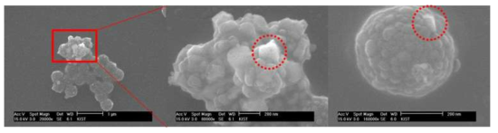 은나노복합체가 인플루엔자바이러스를 흡착하는 모습을 보여주는 SEM 이미지