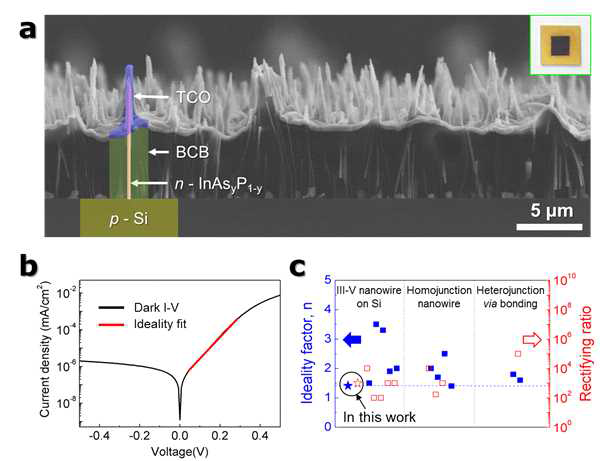 (a) p-형 실리콘 기판과 n-형 InAs0.75P0.25 나노선으 구성된 이종접합 태양전지 SEM 단면 이미지. (b) 상온에서 측정된 이종접합 태양전지의 전류- 전압 특성 곡선. (c) 전류-전압 특성 곡선으로부터 구한 이상계수 (ideality factor)와 정류률 (rectifying ratio)