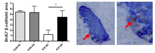 Immunohistochemistry after BrdU injection into diabetic mice after STZ treatment showed that DPPIV inhibitor (DA) increased the number of BrdU+ proliferating b-cells