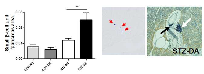 DPPIV inhibitors increased the number of small b-cell units comprising less than 4 insulin+ b-cells that represent b-cell neogenesis