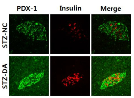 DPPIV inhibitor induced PDX-1 expression in b-cells, which appears to be an important mechanism leading to b-cell differentiation and neogenesis