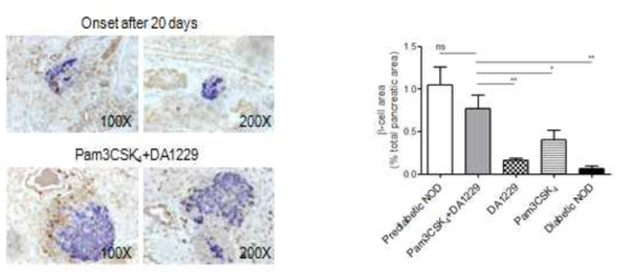 Mass and proliferation of beta cells in diabetic NOD mice treated with Pam3CSK4+DA-1229. Pancreas tissue was harvested from each group of mice for insulin IHC using specific Ab. Beta cells mass was assessed by point counting method as described in the Methods (right). Representative H&E sections are shown (left)