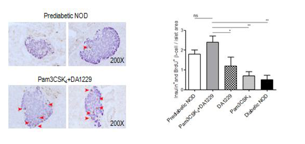 Sixteen h after i.p. injection of 100 mg/kg BrdU, pancreatic sections were prepared for double IHC using anti-insulin and -BrdU Abs to measure beta cell regeneration (right). Arrows indicate representative BrdU-incorporating beta cells (left)