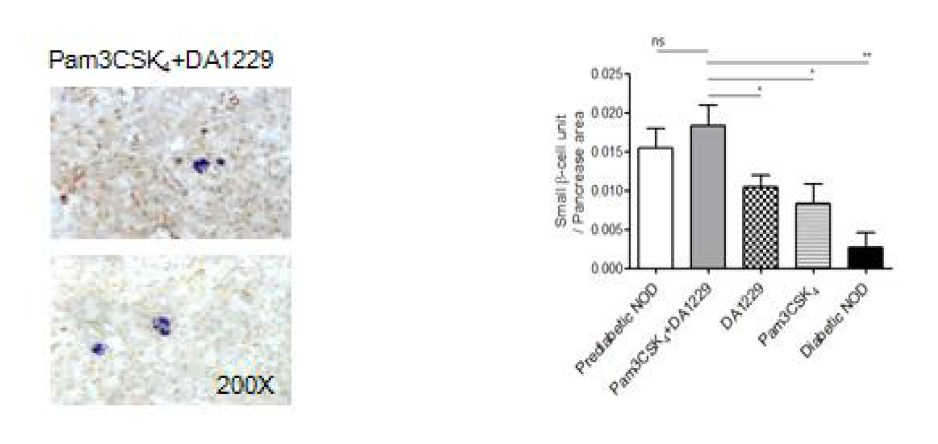 Pancreatic sections were prepared as in a to determine the number of small beta cell units comprising 3 insulin+ cells at a maximum as a measure of beta cell neogenesis (right). Arrows indicate representative small beta cell units in NOD mice treated with Pam3CSK4+DA-1229 (left)