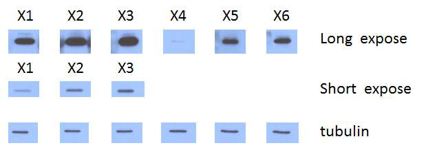 Mouse primary islet에서 putative TLR2 endogenous ligand의 발현을 Western blot analysis 로 조사