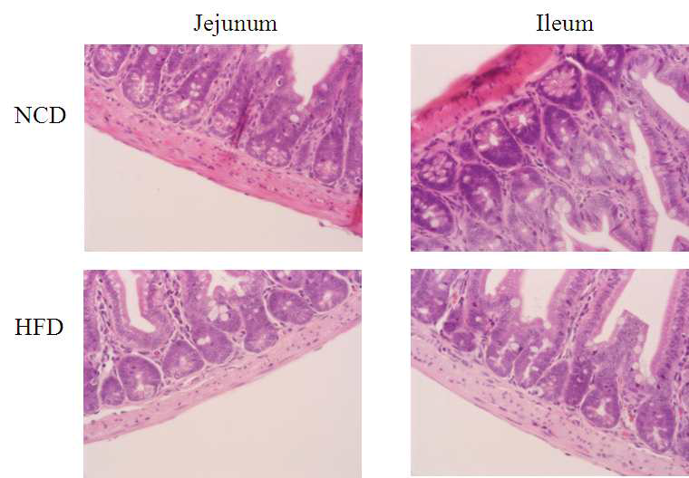 Decreased granule contents of Paneth cells in obese mice (H&E)