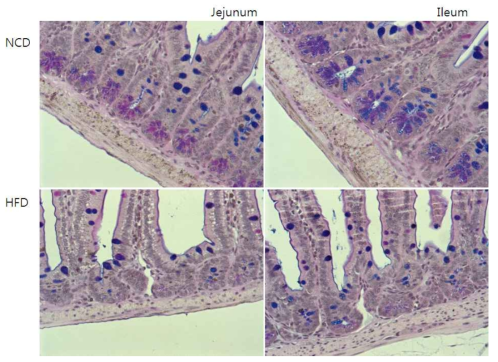 Decreased granule contents of Paneth cells in obese mice (PAS-Alcian Blue)