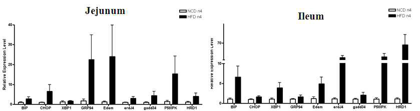 Increased expression of the unfolded protein response-related genes in the intestines of obese mice