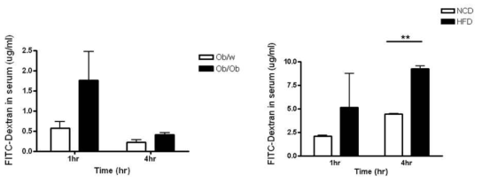 Increased permeability of the intestines in obese mice