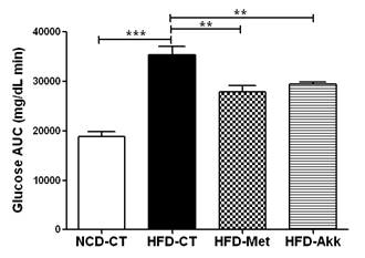 Metformin 또는 Akkermansia 투여 후 glucose tolerance test에서 area under the curve (AUC) 가 감소하여 glucose tolerance가 호전됨을 관찰