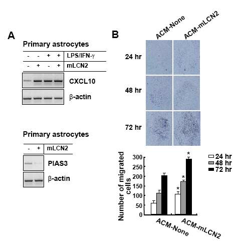 The effects of LCN2 protein expressed in mammalian cells (mLCN2) on the chemokine gene expression and cell migration in astrocytes. Astrocytes were treated with the NSO murine melanoma cell-derived mouse LCN2 protein (10 mg/ml; mLCN2) for 8 hr, and the total RNA was isolated for traditional RT-PCR. Cells were also treated for 8 hr with LPS (100 ng/ml) plus IFN-g (50 units/ml) for comparison purposes. The mRNA levels of CXCL10 and PIAS3 were determined by traditional RT-PCR (A). b-actin was used as an internal control. The results are one representative of more than three independent experiments. Astrocytes (1 x 104cells/upper well) were exposed to the melanoma cell-expressed LCN2 protein (10 mg/ml; mLCN2)-stimulated astrocyte-conditioned media (ACM-mLCN2). Astrocytes placed in the Boyden chambers were then incubated at 37°C for 24-72 hr to evaluate cell migration (B). A representative microscopic image for each condition was shown (magnification, x 100) (upper). ACM-None, untreated ACM; ACM-mLCN2, mLCN2-treated ACM. The quantification of cell migration was done by enumerating the migrated cells as described in the Materials and Methods section (lower). The results are mean ± SD (n=3). *p<0.05 compared with ACM-None at the same time point