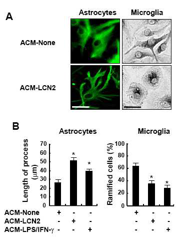 The effect of LCN2-treated ACM on the morphology of astrocytes and microglia. ACM was prepared after the treatment of primary astrocytes with LCN2 (10 mg/ml) for 24 hr. The addition of LCN2-treated ACM (ACM-LCN2) induced morphological changes in primary astrocytes and primary microglia cultures after 24hr (A). Primary astrocytes were stained with GFAP antibody (original magnification, x 400), followed by the incubation with anti-mouse IgG-fluorescein isothiocyanate (FITC)-conjugated secondary antibody. Primary microglia were stained with the peroxidase-labeled isolectin B4 (original magnification, x 100), followed by incubation with diaminobenzidine tetrahydrochloride (DAB). Scale bar, 25 mm. The length of the longest process in each astrocyte or the percentage of ramified microglia was assessed by examining several randomly chosen microscopic fields (B). The results are mean ± SD (n=3). *p<0.05;compared with the untreated ACM control (ACM-None)