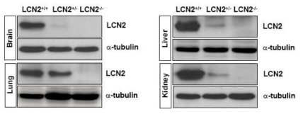 Tissue distribution of LCN2 expression. Western blot analysis was performed on protein extracts from several adult mouse tissues in LCN2-wild-type (LCN2+/+), LCN2 heterozygous (LCN2+/-), and LCN2-deficient (LCN2-/-)mice using LCN2-specific antibody. a-tubulin was also detected to confirm the equal loading of the samples