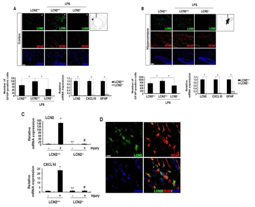 Essential role of LCN2 in astrocyte migration and CXCL10 induction in LPS-induced mouse neuroinflammation model and cortical stab wound injury. LCN2-wild-type (LCN2+/+) or LCN2-deficient mice (LCN2-/-) were injected with LPS intracortically (A)or icv (B). After 2 day post-injury (dpi), mice were sacrificed and cryosections were immunostained with antibodies against LCN2 (green, upper) or GFAP (red, middle). (Nuclei; blue, lower). The mRNA levels of lcn2, CXCL10, and GFAP in LCN2+/+and LCN2-/- mice were examined by Real-Time PCR of cortical tissue around the injection site or hippocampus at 2 days after intracortical or icv injection with LPS, respectively. LCN2-/- mice exhibited markedly lower levels of CXCL10 and GFAP as compared with LCN2+/+littermates. The mRNA levels of lcn2 (upper) and CXCL10 (lower)in LCN2+/+and LCN2-/- mice were examined at 2 days after cortical stab wound injury (C). RNA was isolated from the injury site in the cortex and subjected to Real-Time PCR. At 2 days after icv injection of LCN2+/+mice with LPS, hippocampus was immunostained with antibodies against LCN2 (green) or GFAP (red) (D). Nuclei were counterstained with DAPI (blue). Merged image is shown in the lower right panel. Arrowheads indicate co-localization of LCN2 and GFAP (yellow). Cell bodies and processes of astrocytes in hippocampus were stained with LCN2 antibody