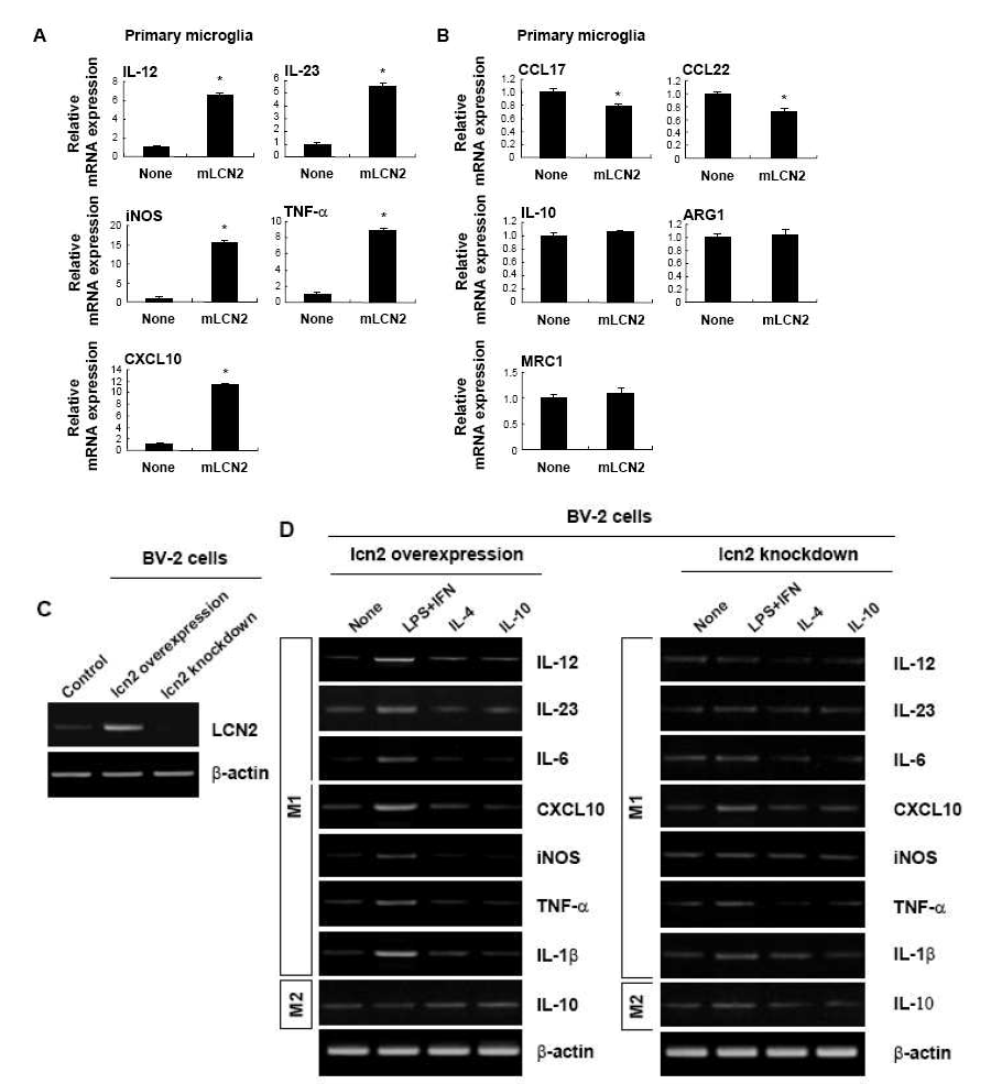 LCN2 induction of M1-related gene expression profile in microglia. Primary microglia were treated with the NSO murine melanoma cell-derived mouse LCN2 protein (10 mg/ml; mLCN2) or GST protein (10 mg/ml) for 8 hr, and the total RNA was isolated. The mRNA levels of cytokines (IL-12, IL-23, IL-10, iNOS, and TNF-a), chemokines (CXCL10, CCL17, and CCL22), and surface receptors (ARG and MRC1) were determined by Real-Time PCR (A, B). BV-2 cells with an increased or decreased lcn2 expression were established by stable transfection of lcn2 sense or antisense cDNA (C). BV-2 cells were incubated with the LPS (100 ng/ml) plus IFN-g (50 units/ml), IL-4 (10 ng/ml), or IL-10 (10 ng/ml) for 8 hr, and the total RNA was isolated. The mRNA levels of cytokines (IL-12, IL-23, IL-10, IL-6, IL-1b, iNOS, and TNF-a) and chemokines (CXCL10) were determined by traditional RT-PCR (D)