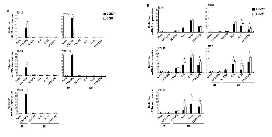 LCN2 is essential for M1, but not M2, polarization of microglia. Primary microglia prepared from LCN2+/+or LCN2-/-mice. LCN2+/+ or LCN2-/- primary microglia were treated with the LPS (100 ng/ml) plus IFN-g (50 units/ml), IL-4 (10 ng/ml), immune complexes plus LPS (100 ng/ml), or IL-10 (10 ng/ml) for 8 hr, and the total RNA was isolated. Cells also were treated in the presence of LPS for 20 hr, washed, and maintained in DMEM medium for 2 hr and then retreated with LPS for 4 hr. (LPS//LPS), and the total RNA was isolated. The mRNA levels of cytokines (IL-12, IL-23, IL-10, iNOS, and TNF-a), chemokines (CXCL10, CCL17, and CCL22), and surface receptors (ARG1 and MRC1) were determined by Real-Time PCR (A, B). The expression of representative M1 genes (A)and M2 genes(B). GAPDH was used as an internal control. The results are mean ± SD (n=3)