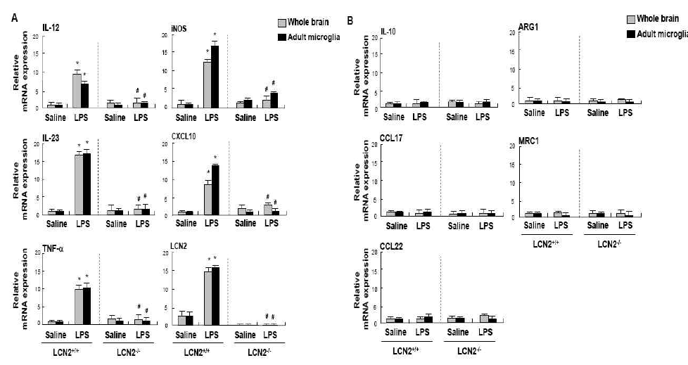 LCN2 deficiency inhibits microglial M1 polarization in a mouse neuroinflammation model. LCN2 wild type (LCN2+/+) or LCN2-deficient (LCN2-/-) mice were anesthetized using enflurane, and received an intraperitoneal injection of saline and LPS (5 mg/kg) for 4 hr, and the RNAs from half of whole brain and primary adult microglia cultures were isolated. The mRNA levels of cytokines (IL-12, IL-23, IL-10, iNOS, and TNF-a), chemokines (CXCL10, CCL17, and CCL22), surface receptors (ARG1 and MRC1), and lcn2 were determined by Real-Time PCR (A, B). The expression of representative M1 genes (A) and M2 genes (B). The expression of representative whole brain (open bar) and primary adult microglia cultures (filled bar)