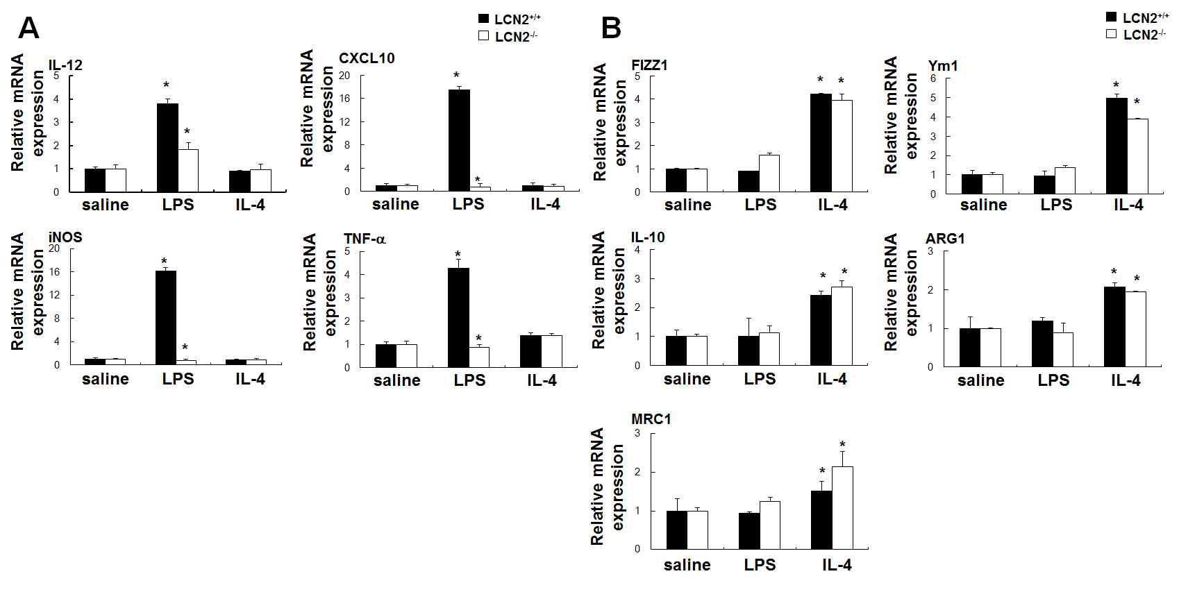 polarization, respectively, in vivo. LCN2 wild-type (LCN2+/+; n = 3) or LCN2-deficient (LCN2-/-; n = 3) mice received an intracerebroventricular injection of saline, LPS (5 mg), or IL-4 (10 mg). After 24 hr, primary adult microglia cultures prepared from the brain. The mRNA levels of M1-related genes (A) or M2-related genes (B) were determined by Real-Time RT-PCR. GAPDH was used as an internal control. The results are one representative of more than three independent experiments. *p < 0.05; significantly different from the saline-treated control