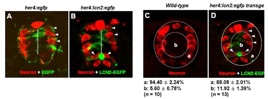 Transgenic expression of lcn2 affected neuronal migration in the spinal cord of zebrafish embryos. The her4:egfp-injected control embryo (A) or her4:lcn2:egfp-injected embryo (B) was labeled with an anti-Hu antibody to detect neurons (red fluorescence) at 24 hpf. Arrowheads indicate neurons near the egfp-expressing cells (A) or lcn2:egfp-expressing cells (B)(green fluorescence). Dotted lines indicate midline of the spinal cord. The wild-type embryo (C) or her4:lcn2:egfp-injected transgenic embryo (D) was labeled with an anti-Hu antibody to detect neurons (red fluorescence) at 24 hpf. Arrowheads indicate neurons near the lcn2:egfp-expressing cells (green fluorescence). Dotted lines indicate a lateral margin (a) and medial position (b) of the spinal cord. Values indicate percentage of neuronal cells in each region. All images are transverse sections of zebrafish spinal cord, dorsal to top. The results are mean ± SD