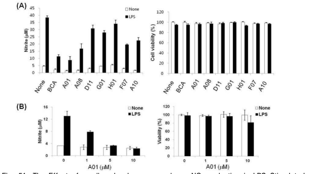 The Effect of small molecule compounds on NO production in LPS-Stimulated BV-2 microglial cells. BV-2 microglial cells were treated with LPS (100 ng/ml) in the absence or presence of the compounds (5 mM) for 24 h. Nitrite content in the culture media was measured using the Griess reaction and the results were expressed as a concentration of released NO from LPS-stimulated BV-2 cells (A; left). Cytotoxicity of each compound was assessed by MTT assays and the results were expressed as a percentage of surviving cells over control cells (A; right). Among the compounds tested, A01 most strongly reduced LPS-induced NO production in BV-2 cells. A01 reduced NO production in a dose-dependent manner without cytotoxicity (B)