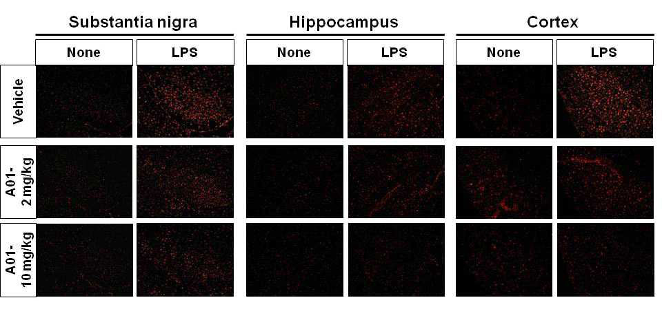 A01 inhibited microglial activation in a mouse neuroinflammation model. C57BL/6 mice were injected intraperitoneally with vehicle (48% PEG containing 2% DMSO) or A01 (diluted in 48% PEG) once daily at 2 or 10 mg/kg for 4 days. At 24 h after the first injection of vehicle or A01, mice were intraperitoneally injected with 5 mg/kg LPS. Mice were anesthetized with 23% urethane and transcardially perfused with ice-cold saline 72 h after the LPS injection. Brains were removed and sections were stained with Iba-1 (a marker for microglia). Iba-1-positive cells were observed in substantia nigra, hippocampus, and cortex region of vehicle + LPS- or A01 + LPS-injected mouse brains