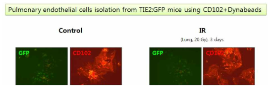 TIE2:GFP 마우스의 폐에 20 Gy의 방사선을 조사하고, 3일 후에 CD102에 대한 항체를 이용하여 앞서와 같은 방법으로 폐혈관내피세포를 분리함. 방사선을 조사하지 않은 정상 마우스와 조사한 마우스로부터 분리된 각각의 세포를 2일간 배양한 후 형광 현미경으로 관찰하였을 때, 혈관내포세포에 특이적으로 TIE2 Promoter로부터 GFP가 발현 (Green)되는 것을 통해 혈관내피세포의 분리가 제대로 이루어졌음을 확인하였음.또한, 분리된 세포를 CD102에 대한 항체로 형광염색 (Red)을 하여, 방사선 조사된 폐조직에서 분리된 혈관내피세포가 CD102 항체에 positive 함을 확인할 수 있었음. 분리한 세포의 GFP 형광강도를 비교 (방사선 조사시 형광강도 약해짐) 하였을 때, 방사선을 조사한 폐의 혈관내피세포는 정상 혈관내피세포에 비해 Tie2의 발현이 약간 감소하였으리라는 것을 예측할 수 있음