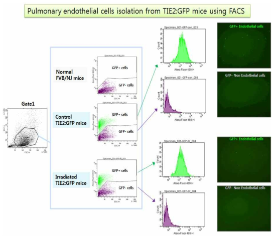 TIE2:GFP 마우스의 폐에 20 Gy를 조사하고, 6일 후에 폐조직을 얻어 collagenase I과 Dispase II를 처리하여 단일세포단위로 분해함. FACS sorter에서 건강한 세포의 영역(Gate1)을 설정한 후 FVB/NJ 마우스의 폐에서 얻은 세포군을 음성 대조군으로 사용하여, TIE2:GFP 마우스의 폐에서 얻은 세포군에만 존재하는 GFP+ 세포를 구분하였음. 형광강도에 의해 구분된 GFP- 세포와 GFP + 세포를 각각의 용기에 분리한 후 형광 현미경으로 관찰한 결과, 방사선을 조사하지 않은 마우스와 조사한 마우스 모두 분리가 이루어졌음을 확인할 수 있었음