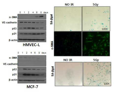 사람 폐의 미세혈관내피세포 (Human Lung Microvascular Endothelial Cells; HMVEC-L)와 사람의 유방암세포 (MCF7)에 방사선 (5 Gy)을 조사한 후, 각 시간별 세포의 용해물을 전기영동 한 후, 웨스턴블랏을 통해 단백질 발현 양상을 관찰함