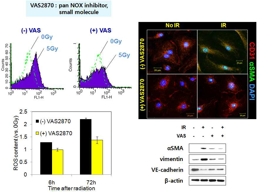 사람의 폐혈관 내피세포 (Human Pulmonary Microvascular Endothelial Cells; HPMEC)에 NADPH oxidase의 저해제인 VAS2870을 처리하고 방사선을 조사 (5 Gy)한 후, DCFH-DA 염색을 통해 활성산소 (ROS) 변화를 측정하고 형광염색과 웨스턴 블랏을 통해 혈관내피세포 마커 (CD31, VE-cadherin)와 간엽세포 마커 (αSMA, Vimentin)의 발현 변화를 관찰함. 방사선 조사 후 발생한 사람 폐혈관 내피세포의 활성산소는 NADPH oxidase를 저해함으로써 감소하였으며, 이러한 조건에서 방사선에 의한 혈관내포세포의 간엽세포로의 전이 현상 (혈관내피세포 마커인 CD31과 VE-Cadherin의 감소와 간엽세포 마커인 αSMA, Vimentin의 증가)이 저해되는 것을 관찰함