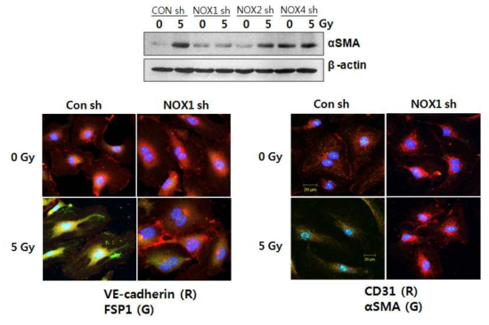 사람의 폐혈관 내피세포에 siRNA를 이용하여 NADPH oxidase (NOX1, 2, 4)의 발현을 수준을 감소시킨 후 방사선을 조사한 결과, NADPH oxidase 1 (NOX1)의 발현이 감소되었을 때 방사선에 의한 α-SMA의 발현 증가가 뚜렷이 저해되는 것을 관찰. NADPH oxidase 1 (NOX1)의 발현이 감소된 사람 폐혈관 내피세포는 방사선 조사 (5 Gy)에 의한 혈관내피세포의 간엽세포로의 전이 현상 (EndMT)이 저해되는 것을 알 수 있음. 이러한 현상은 혈관 내피세포 마커인 VE-cadherin, CD31 (Red)과 간엽세포 마커인 FSP1, αSMA (Green)를 함께 형광 염색하여 확인함