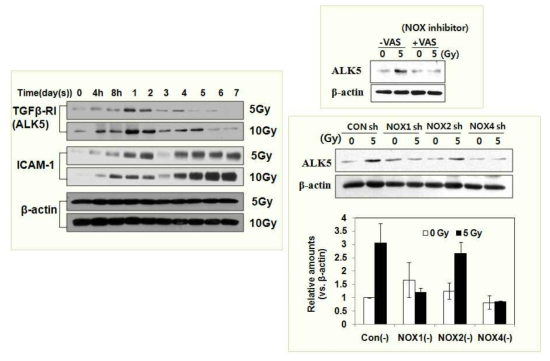 사람의 폐혈관 내피세포 (Human Pulomonary Microvascular Endothelial Cells; HPMEC)에 방사선을 조사 (5 Gy, 10 Gy) 하였을 때, 혈관내피세포의 간엽세포로의 전이에 관여하는 TGFβ Receptor I (TGFβ-RI/ALK5)의 발현이 증가함. VAS2870를 처리하여 NADPH oxidase를 저해하거나 siRNA를 이용하여 NADPH oxidase 1 (NOX1)의 발현을 수준을 감소시켰을 때, 방사선에 의한 ALK5의 발현 증가가 저해되는 것을 확인