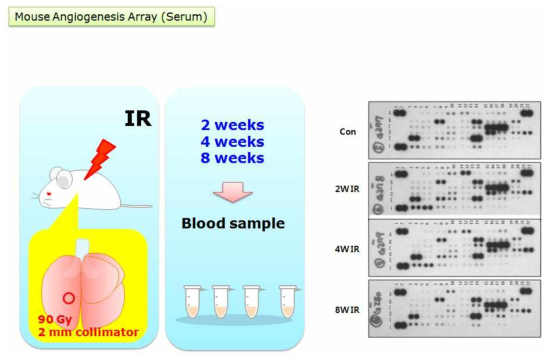 Tie2-GFP 마우스의 폐에 방사선 조사 (Dose: 90 Gy, Collimator : 3 mm) 후 2, 4, 8주의 혈청을 분리하여 항체기반 단백질 어레이를 수행하여 혈관형성관련 단백질의 변화를 관찰